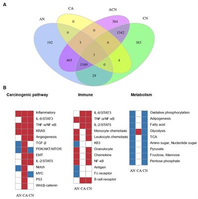 Transcriptome analysis of the adenoma–carcinoma sequences identifies novel biomarkers associated with development of canine colorectal cancer